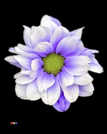 Chrysanthemum Indicum Grp tros kas kleurbehandeld H%