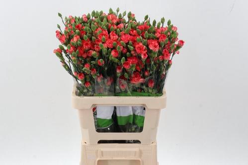 Dianthus tros overig