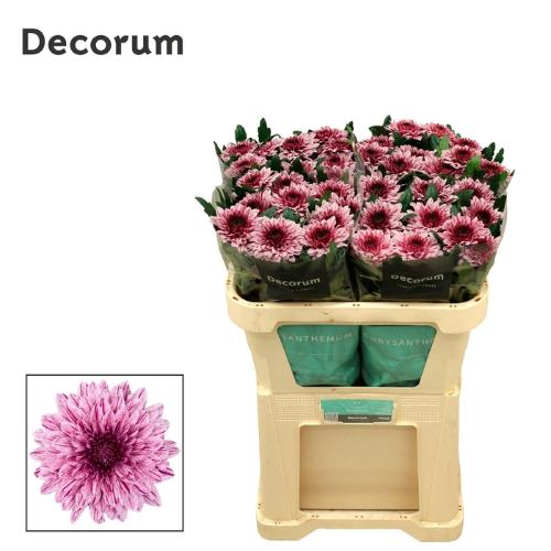 Chrysanthemum Indicum Grp geplozen kas Pip