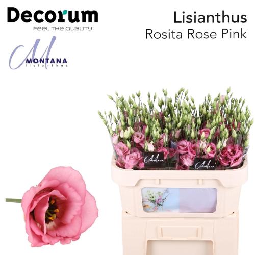 Eustoma russellianum gevuldbloemig 'Rosita Rose Pink'