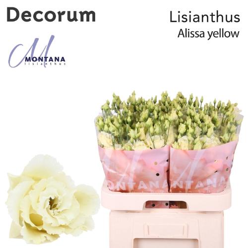 Eustoma russellianum gevuldbloemig 'Alissa Yellow'