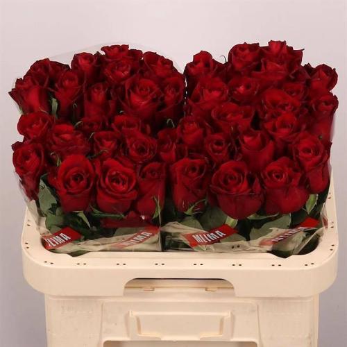 Rosa grootbloemig Ever Red