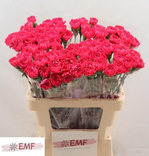 Dianthus standaard 'Cervantes'