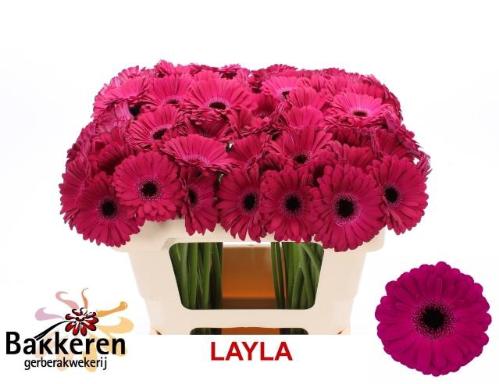 Gerbera mini Layla