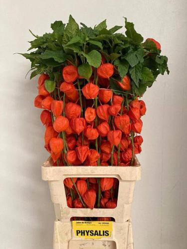 Physalis alkekengi lampion (tak)
