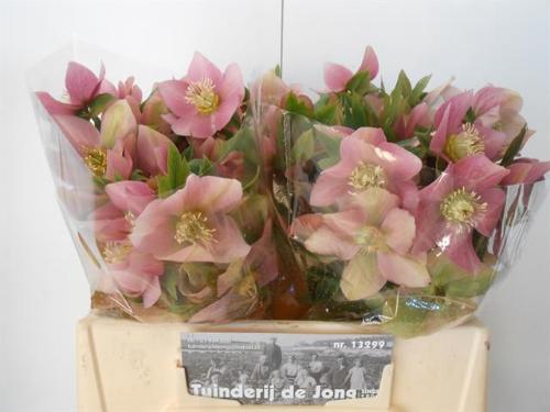 Helleborus 'Queens Light Pink'