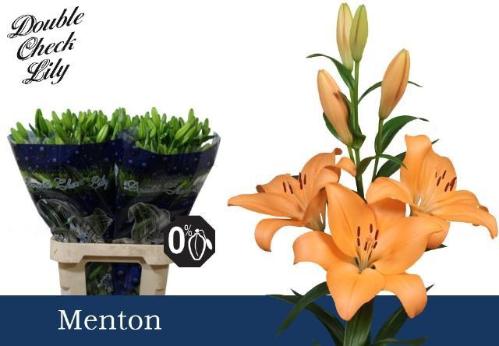 Lilium (LA-hybrids Grp) 'Menton'