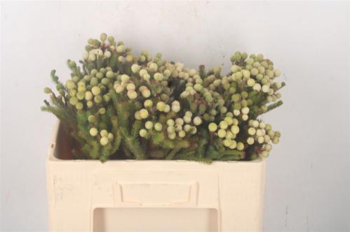 Berzelia galpinii