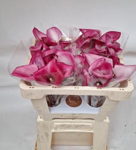 Zantedeschia Beijing