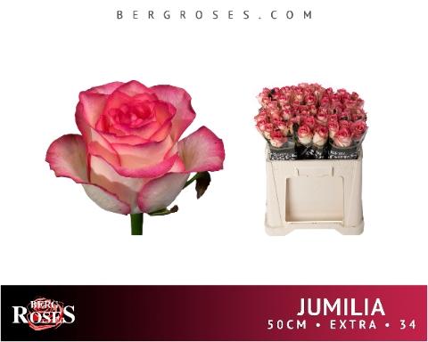 Rosa grootbloemig Jumilia