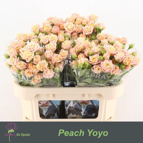 Rosa tros Peach Yo-Yo