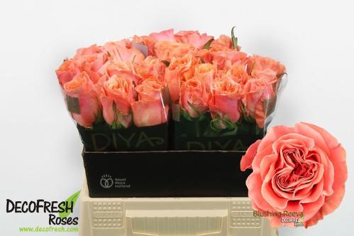 Rosa grootbloemig Blushing Reeva