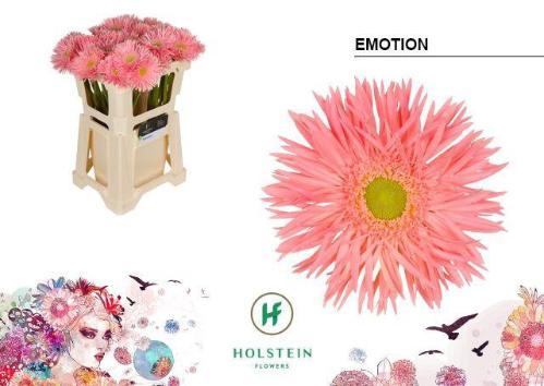 Gerbera grootbloemig 'Emotion'