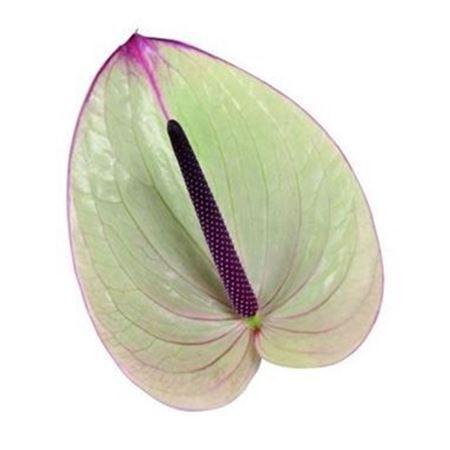 Anthurium Andreanum Grp Silvia