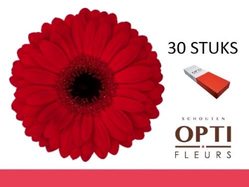 Gerbera grootbloemig Beauty