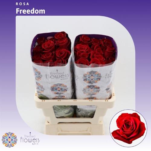 Rosa grootbloemig Freedom