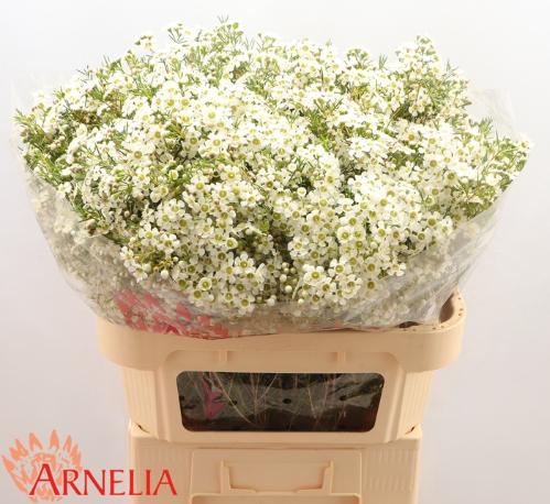 Chamelaucium uncinatum 'Ofir'