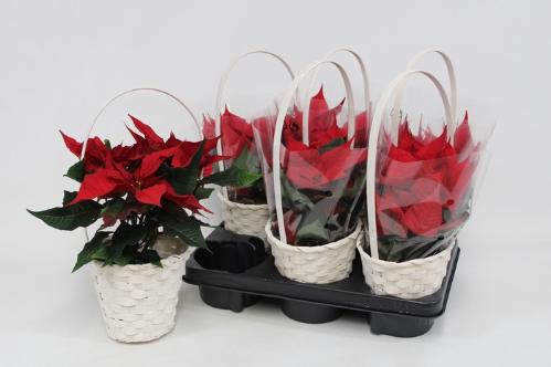 Gerbera grootbloemig Duo