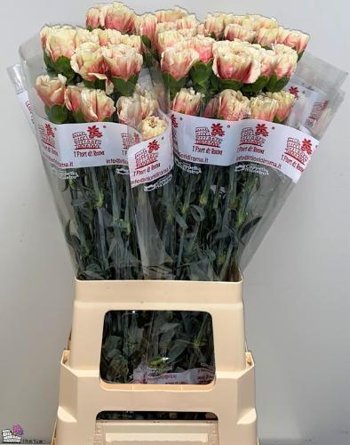 Dianthus standaard Wow+