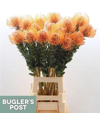 Leucospermum Ayoba Mandarin Zest