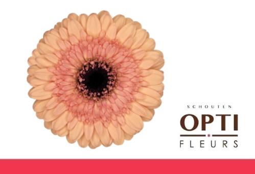 Gerbera mini Oreo