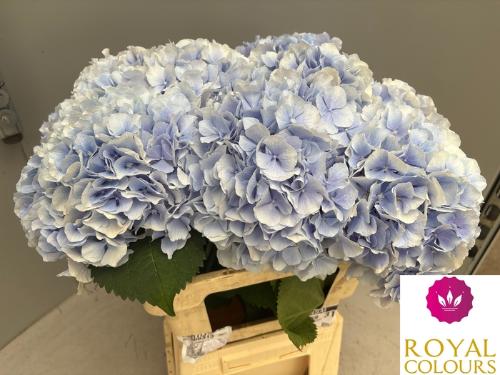 Hydrangea macrophylla 'Verena' (blauw)
