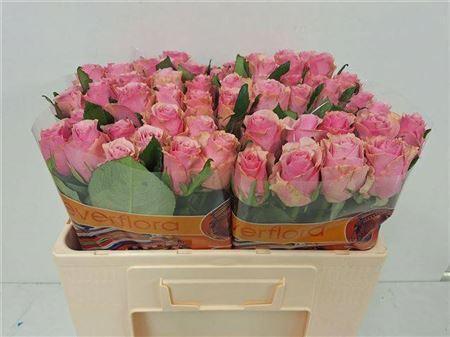 Rosa grootbloemig Celeb