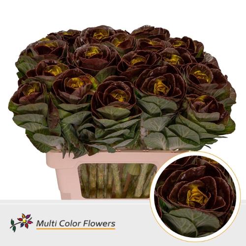 Brassica oleracea kleurbehandeld H%