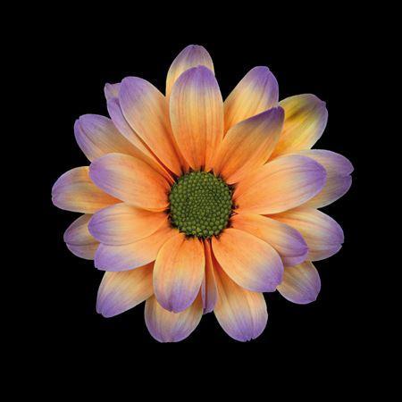 Chrysanthemum Indicum Grp tros kas kleurbehandeld H%