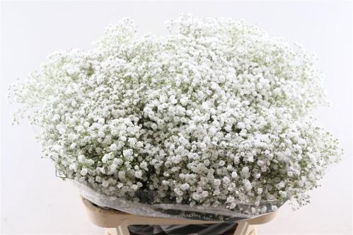 Gypsophila paniculata Xlence