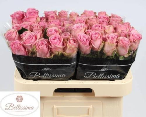 Rosa grootbloemig Wham