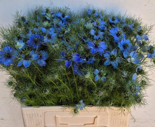 Nigella damascena 'Deep Sea Blue'