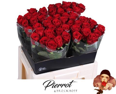 Rosa grootbloemig Red Naomi!