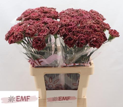 Dianthus standaard Copper Extasis