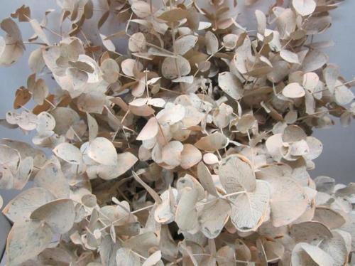 Eucalyptus cinerea kleurbehandeld per bos H%