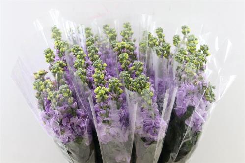 Matthiola incana overig