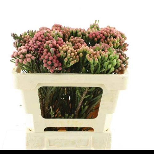 Brunia laevis red
