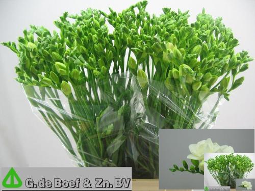 Freesia dubbel Essence