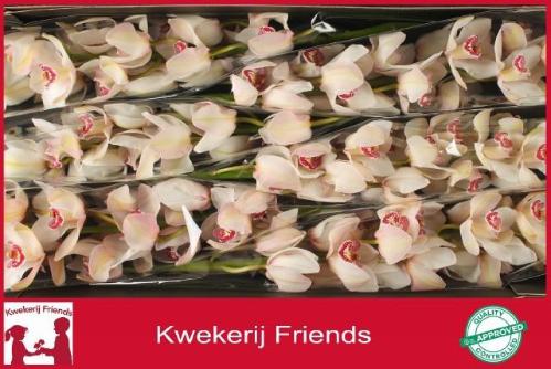 Cymbidium grootbloemig 'Belle Snow'