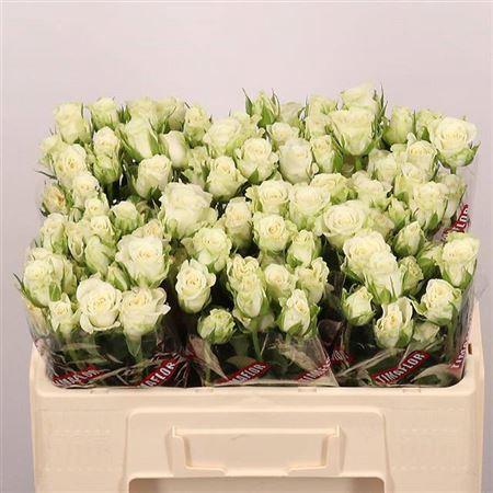 Rosa tros Snowflake