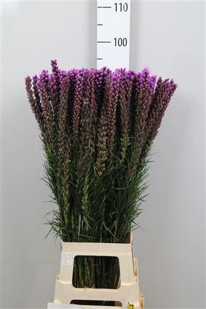 Liatris spicata 'Callilepis'