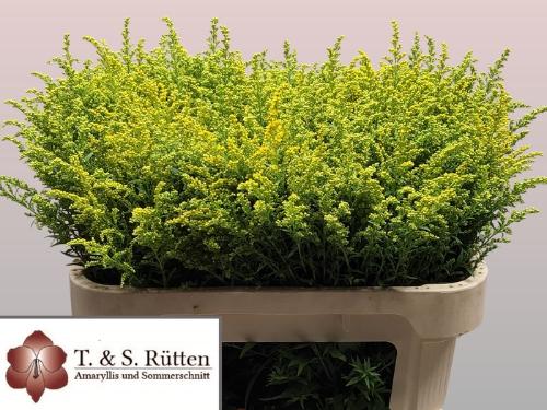 Solidago Tara