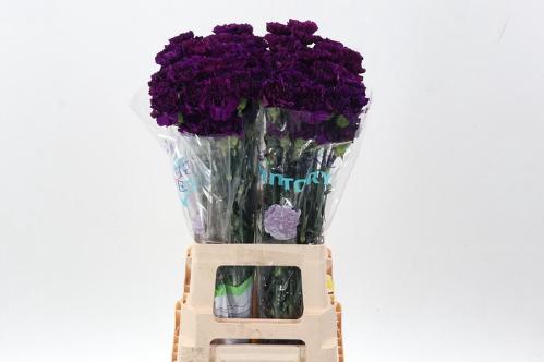 Dianthus standaard Florigene Moontea