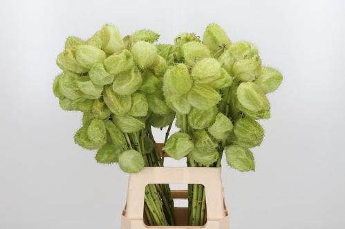 Siervruchten per tak Gomphocarpus fruticosus 'Moby Dick'