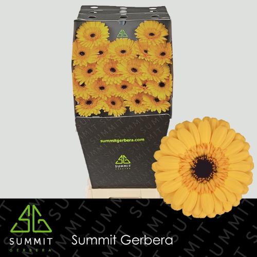 Gerbera mini Tweety