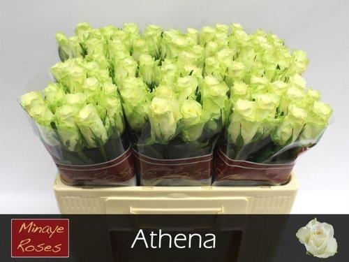 Rosa grootbloemig Athena