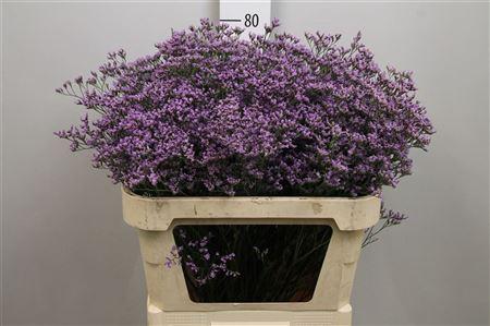 Limonium Maine Blue