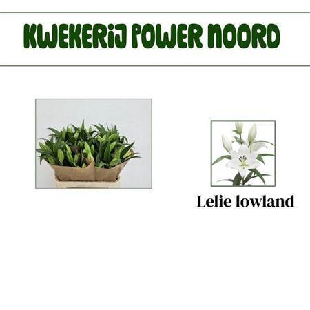 Lilium (OT-hybrids Grp) 'Lowland'