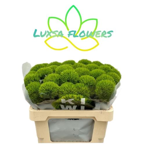 Dianthus barbatus Kiwi Mellow