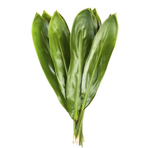 Cordyline fruticosa Green Tie